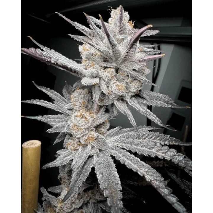 Trich Beast