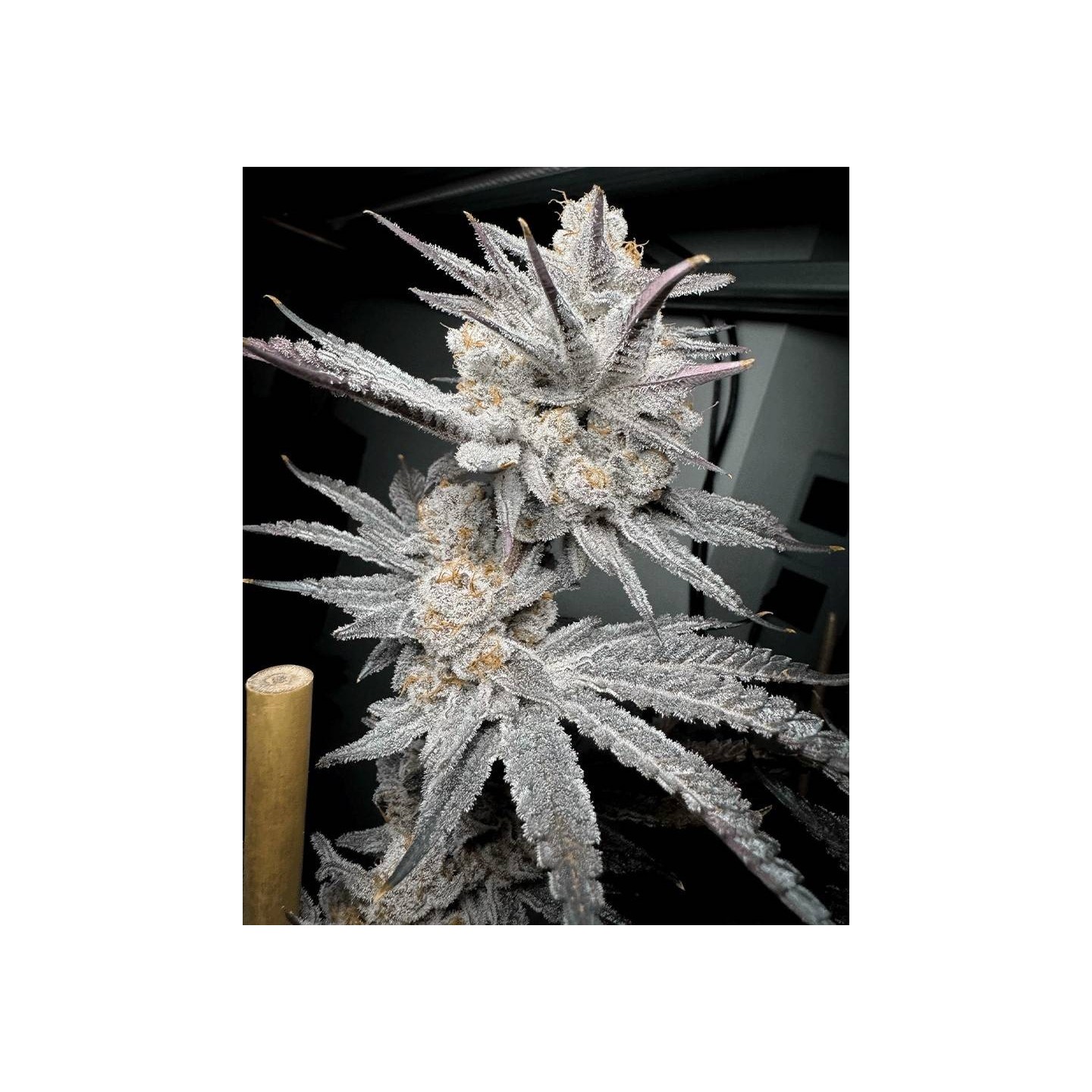 Trich Beast