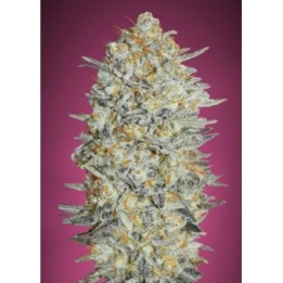 Gelato 33 Feminizada de Advanced Seeds