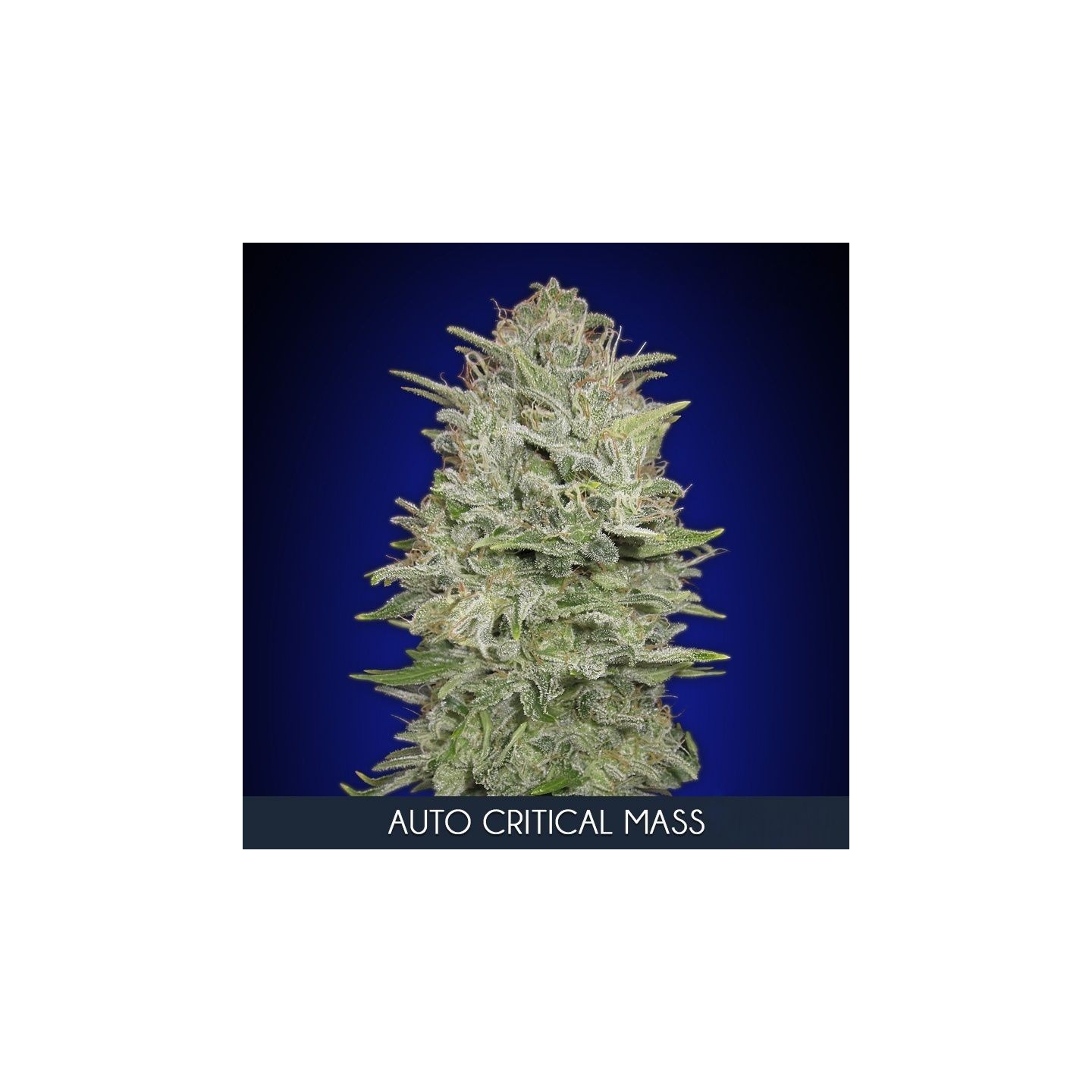 Critical Mass Feminizada de Advanced Seeds