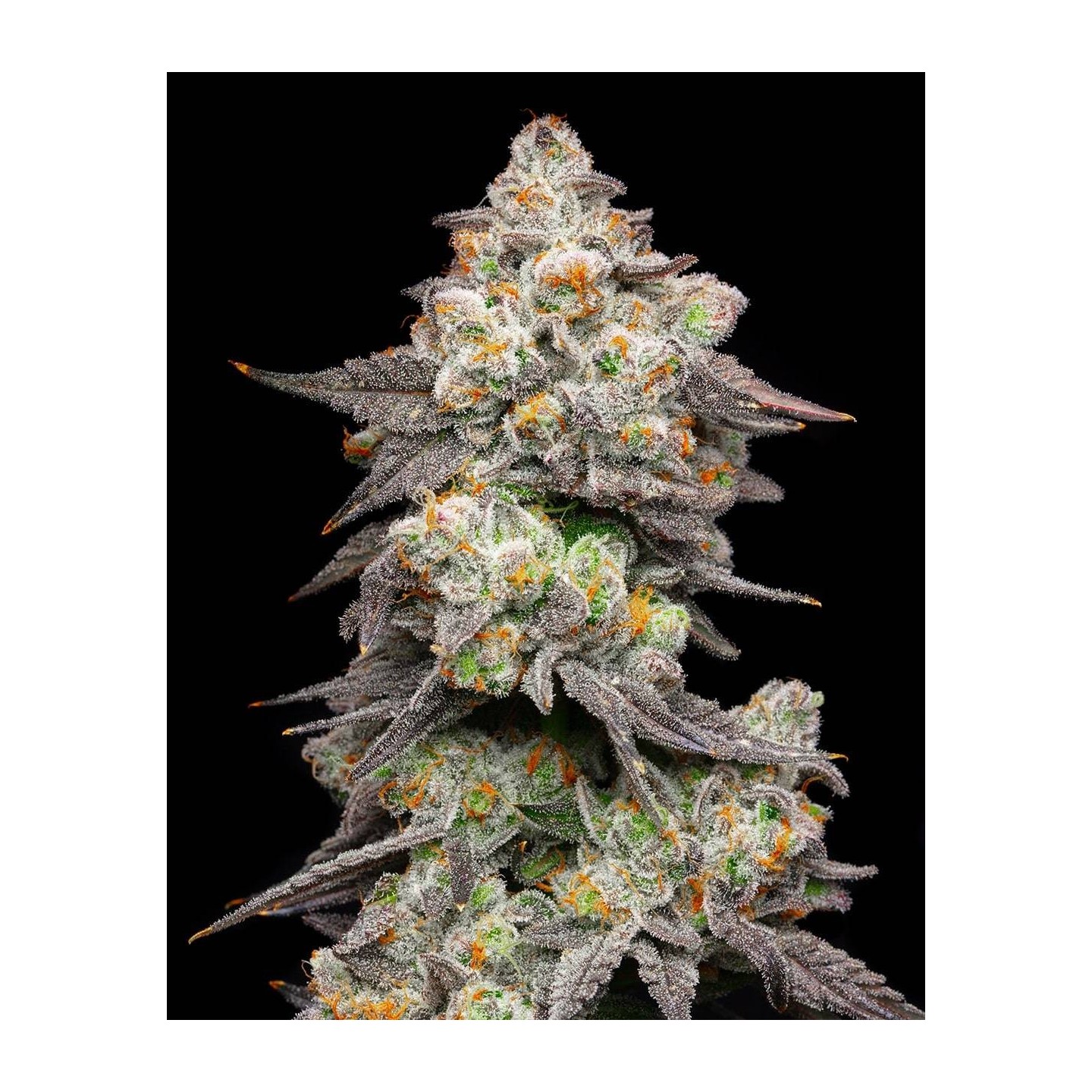 Acai Grapes