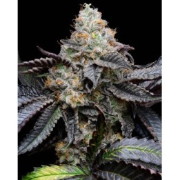 Blueberry Bubble Gum