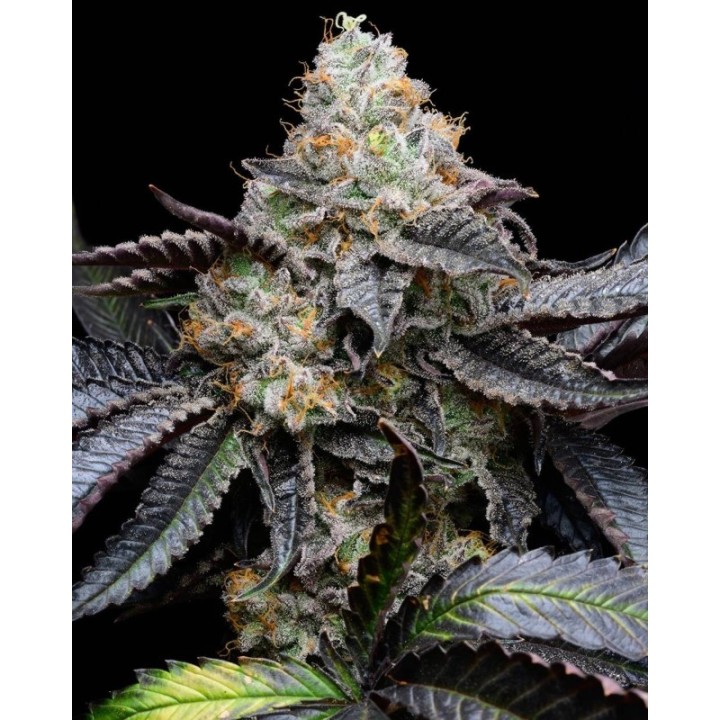 Blueberry Bubble Gum
