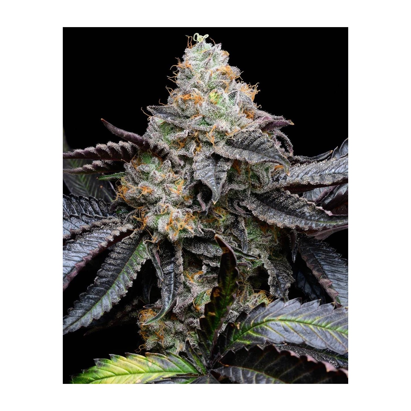 Blueberry Bubble Gum