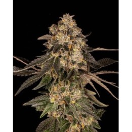 Cherry Fritter