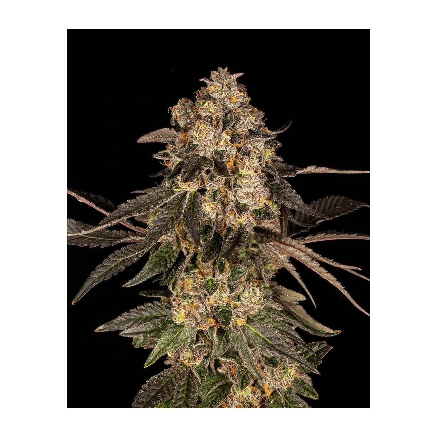 Cherry Fritter