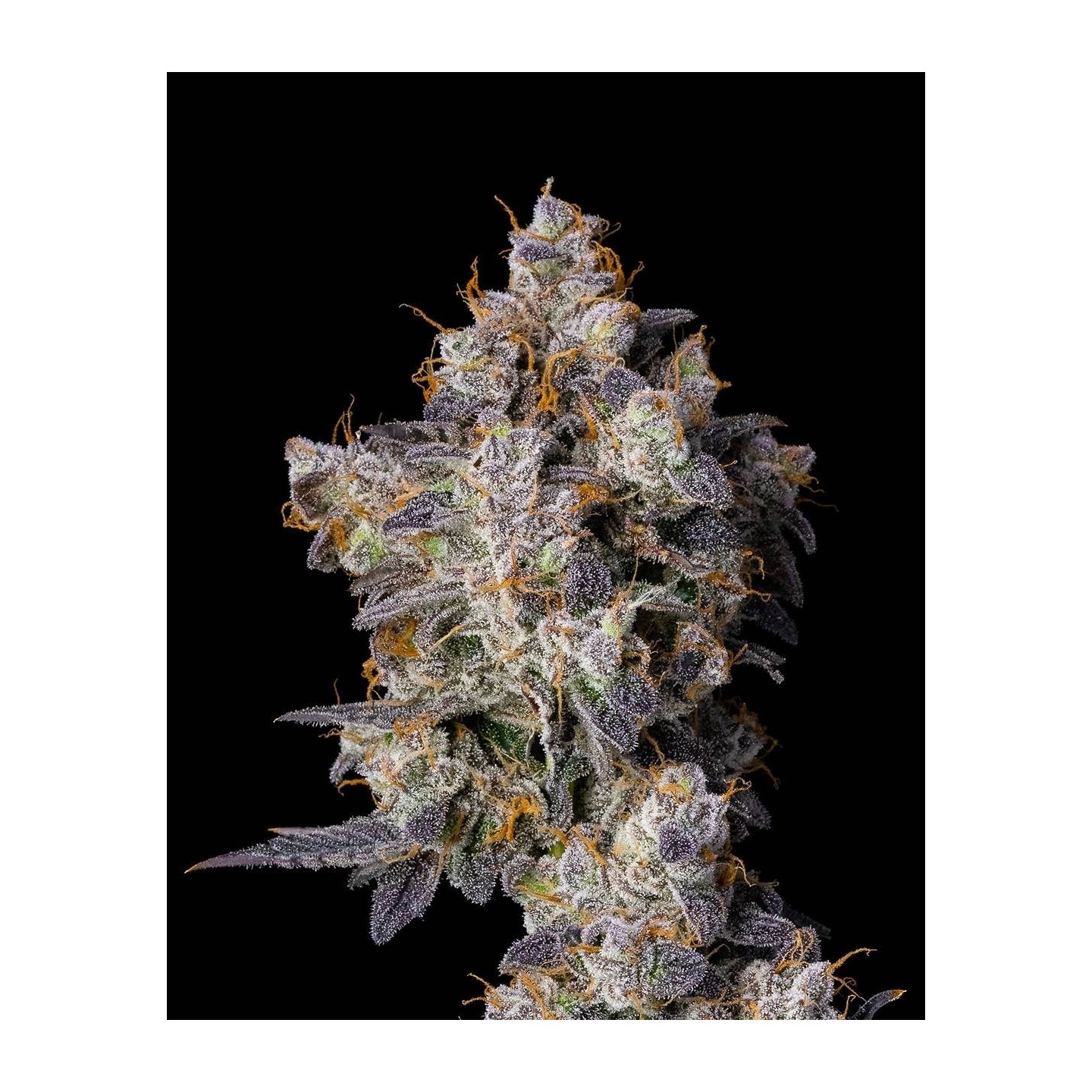 Cherry Zelato