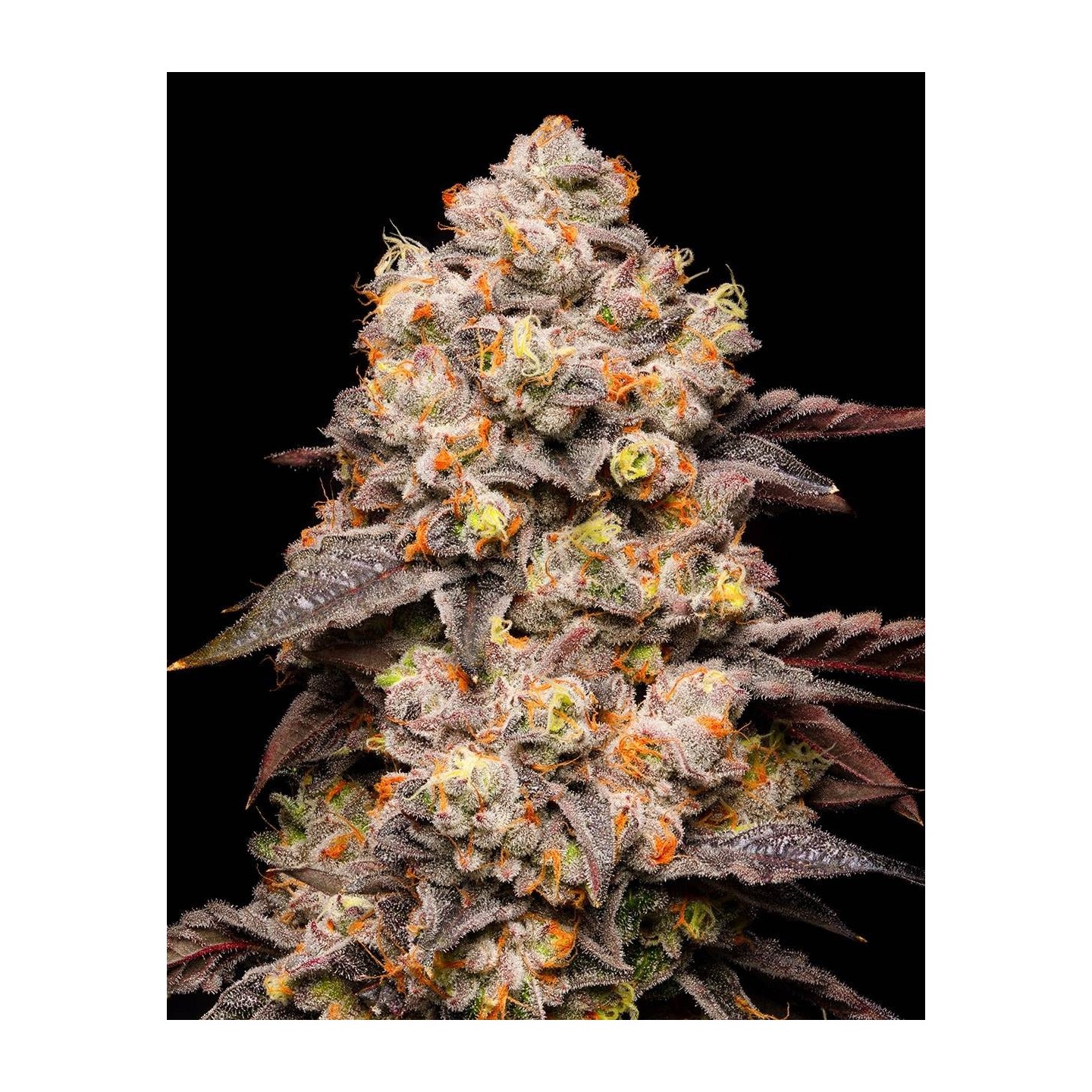 Dried Fruit