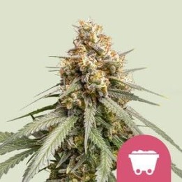 Strawberry Cough RQS