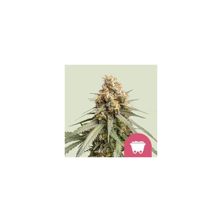 Strawberry Cough RQS