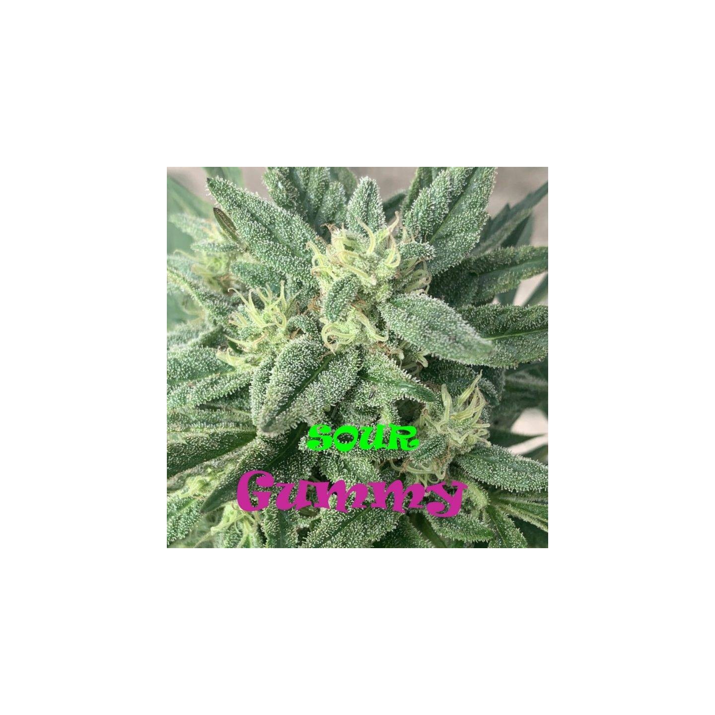 Sour Gummy