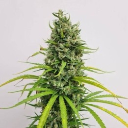 Amnesia Haze Regular 10 und
