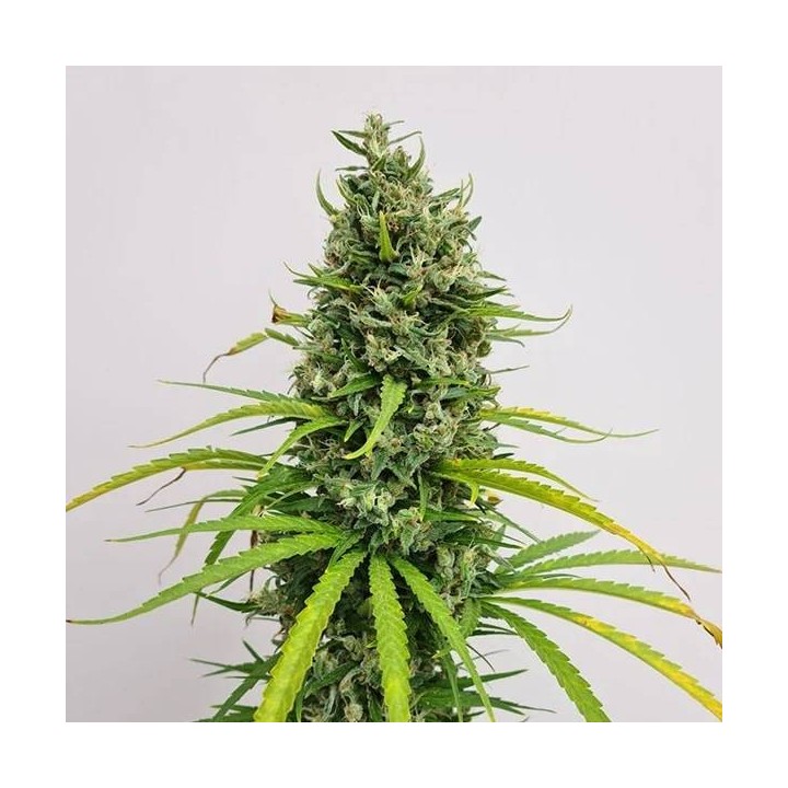 Amnesia Haze Regular 10 und