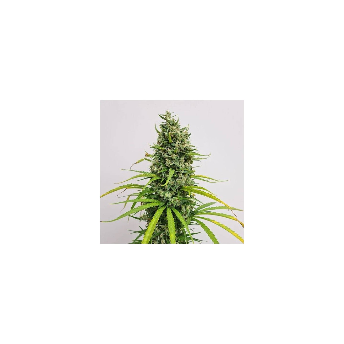 Amnesia Haze Regular 10 und
