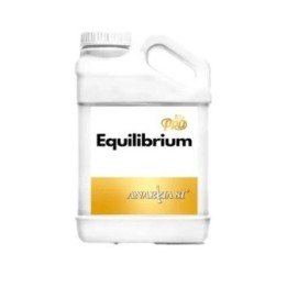 Anarkia Equilibrium