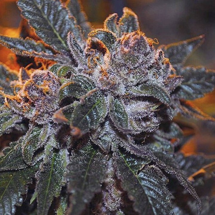 Corleone Kush Fem 6 UND