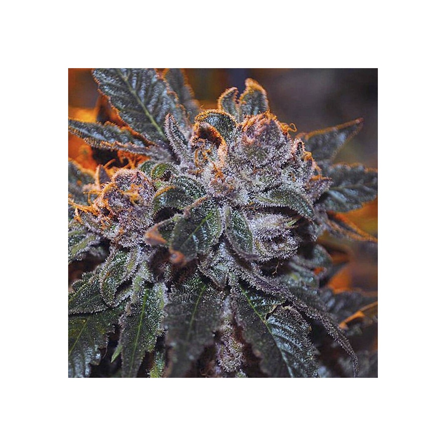 Corleone Kush Fem 6 UND