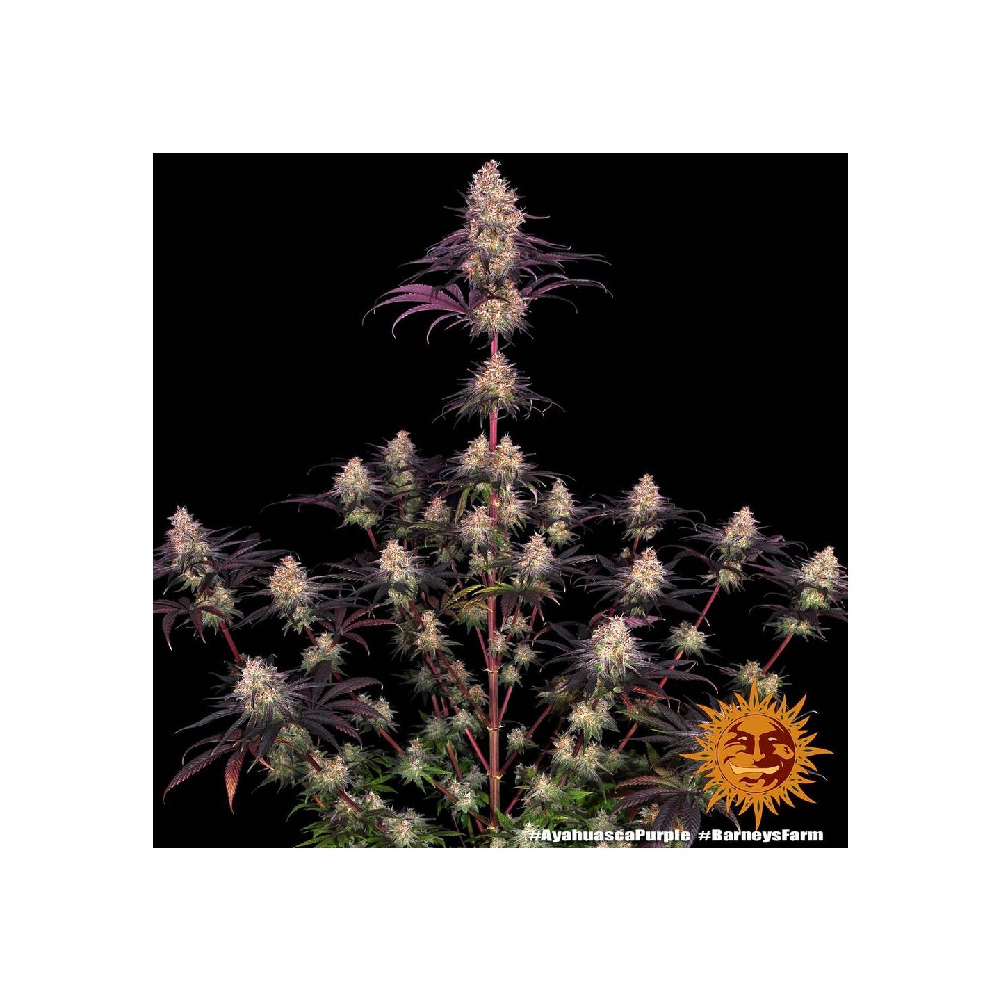 Ayahuasca Feminizada