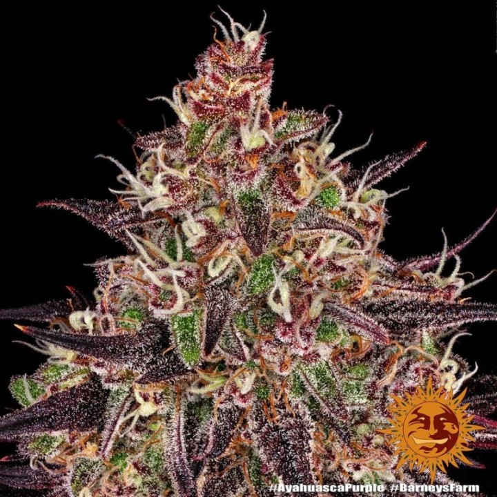 Ayahuasca Feminizada