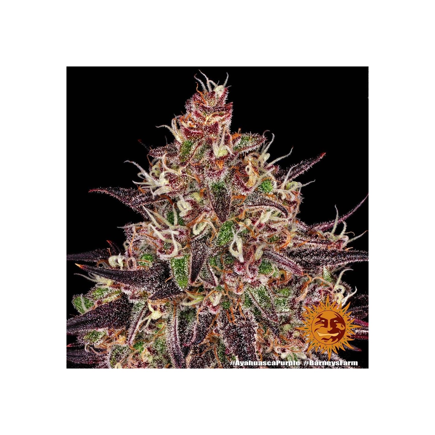 Ayahuasca Feminizada