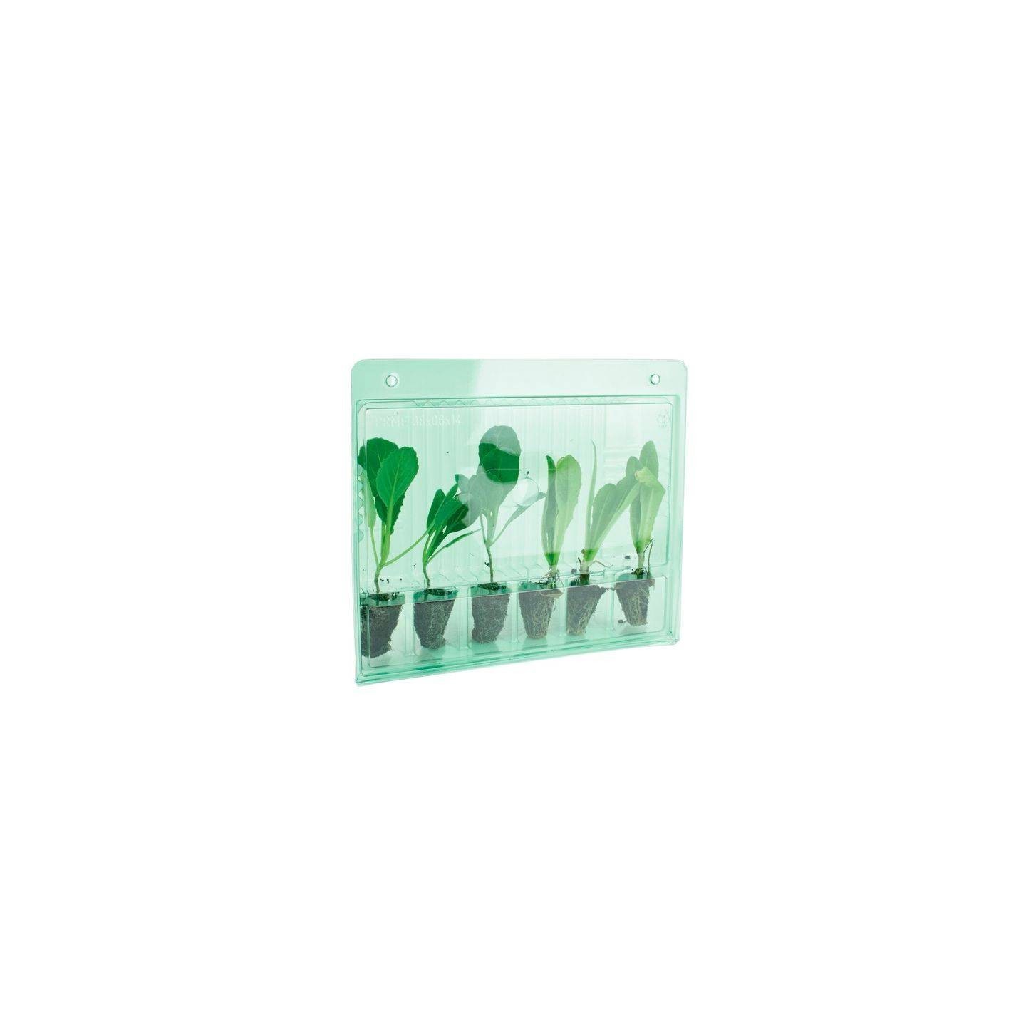 Funda Transporte 6 Esquejes