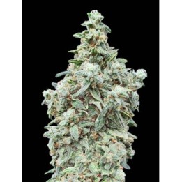 Cherry Pie Fem Advanced Seeds