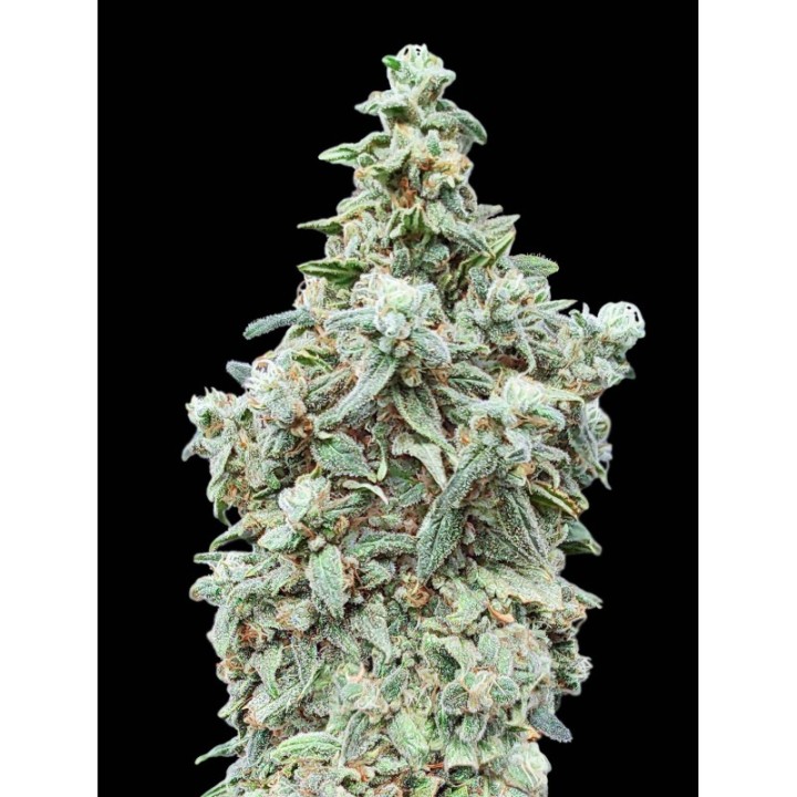 Cherry Pie Fem Advanced Seeds