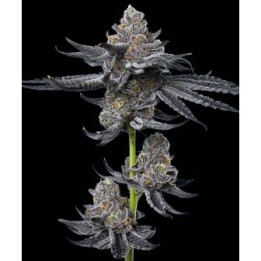 LFG Strain