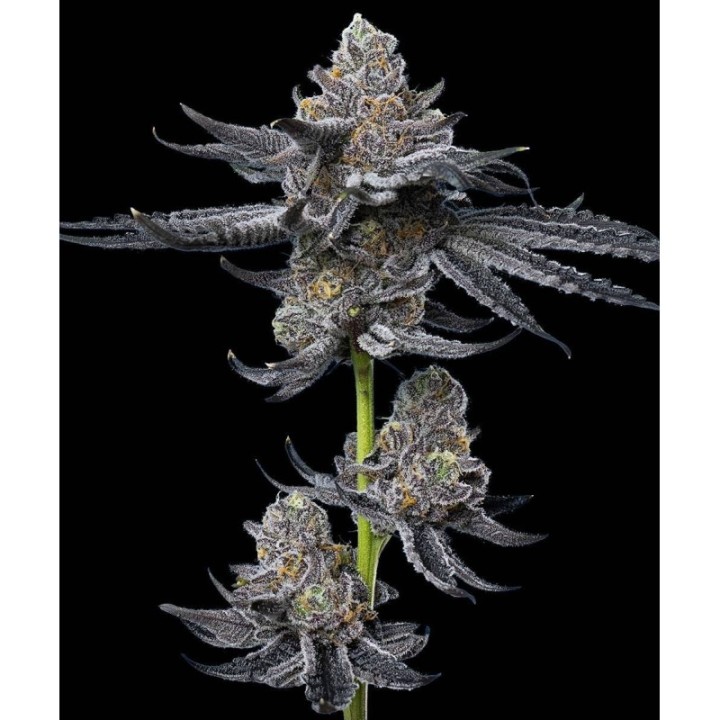 LFG Strain