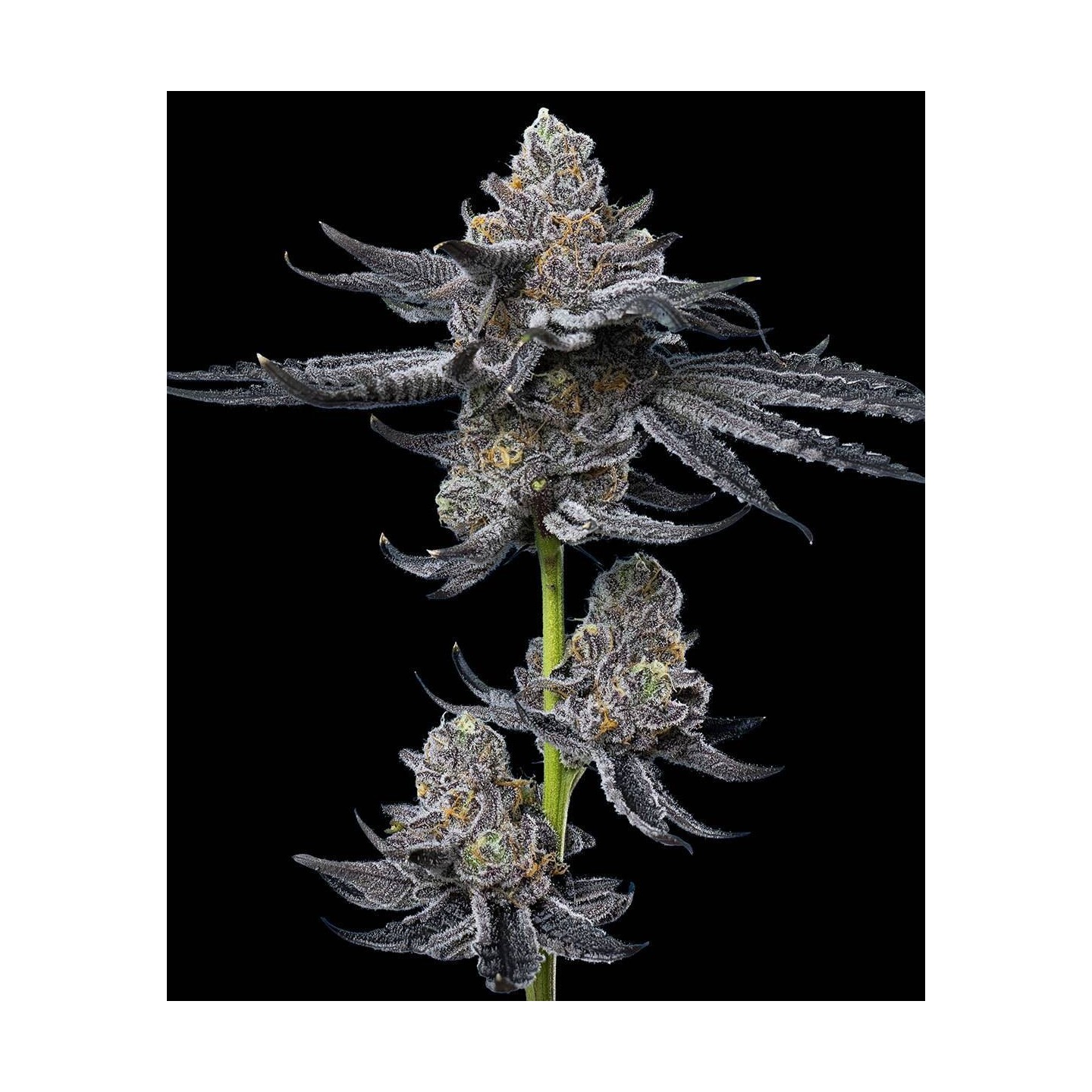 LFG Strain
