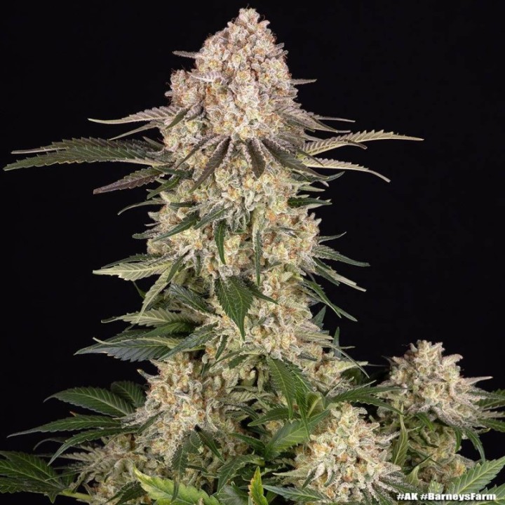 AK Barney's Farm