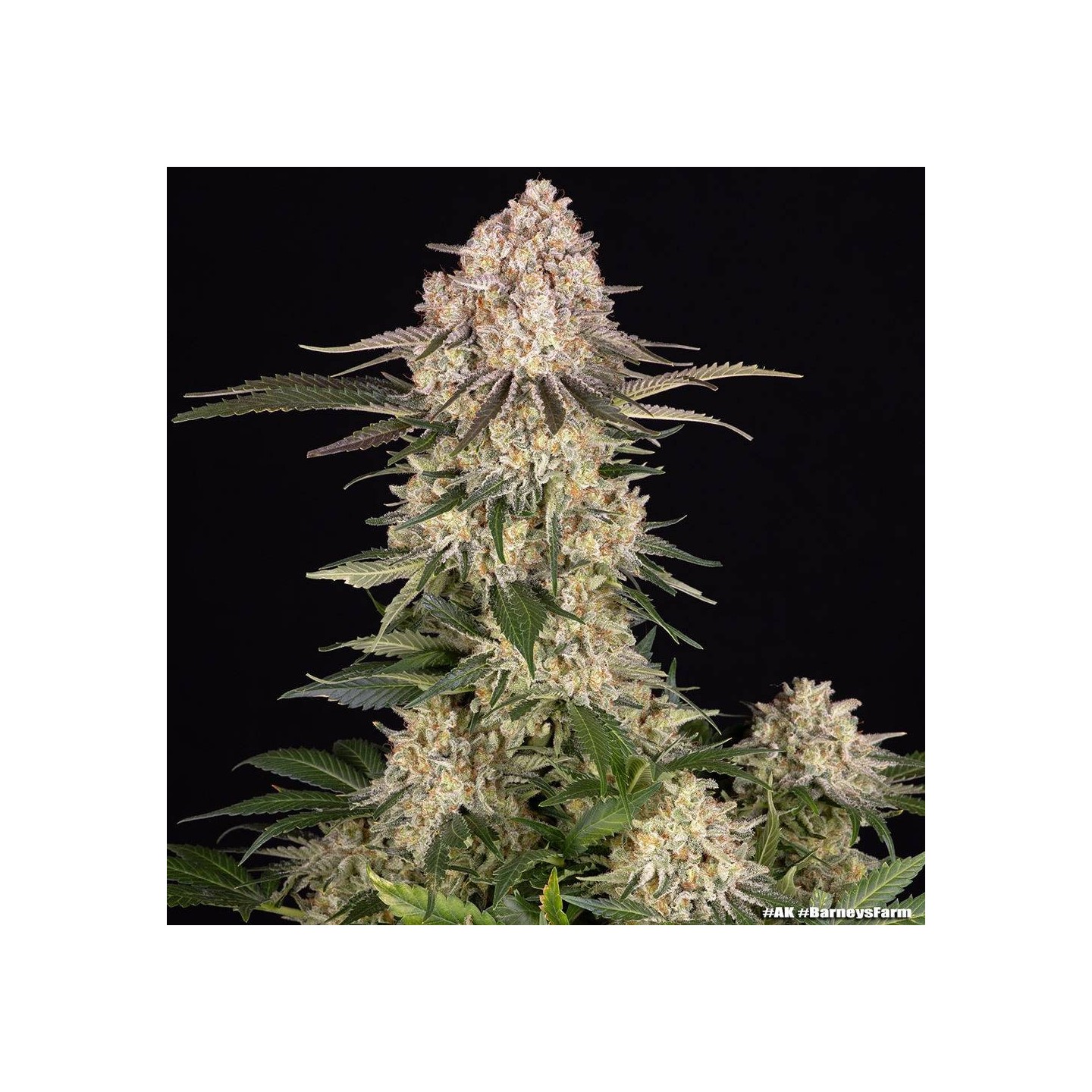 AK Barney's Farm