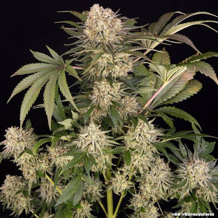 AK Barney's Farm