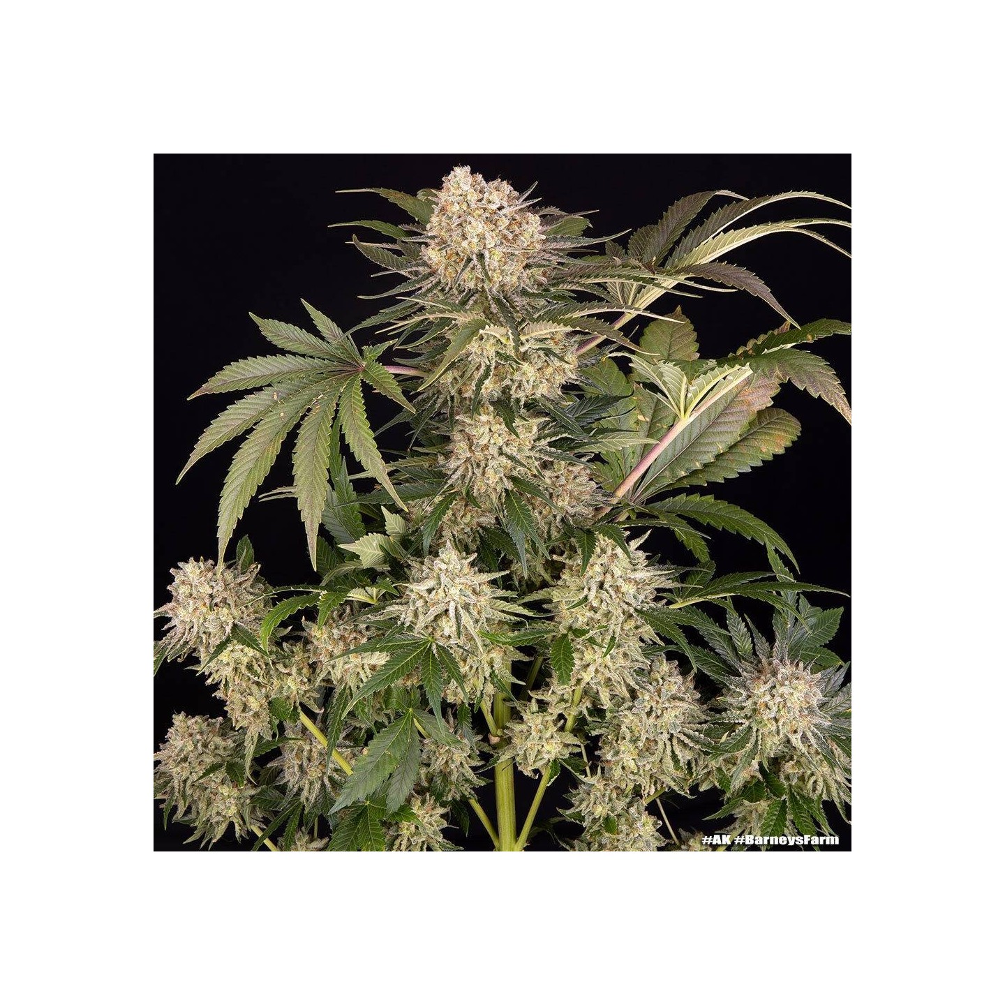 AK Barney's Farm