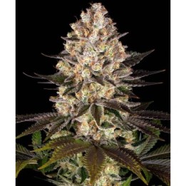 Hindu Kush