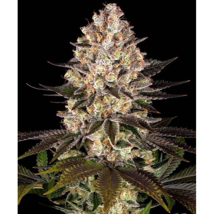 Hindu Kush