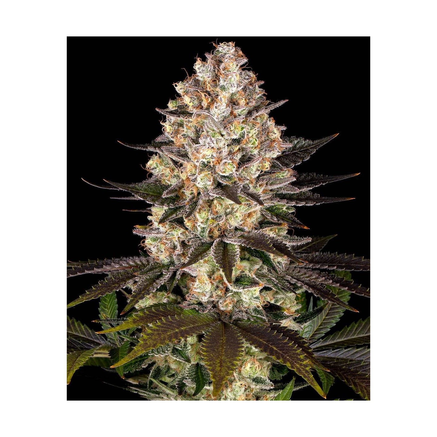 Hindu Kush