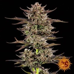 Frosted Zinn X 3 Bears OG Auto