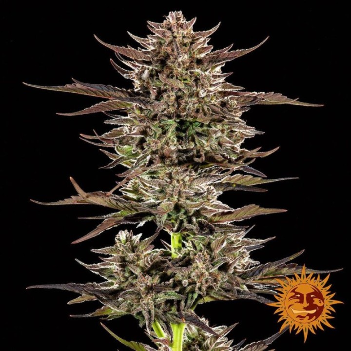 Frosted Zinn X 3 Bears OG Auto
