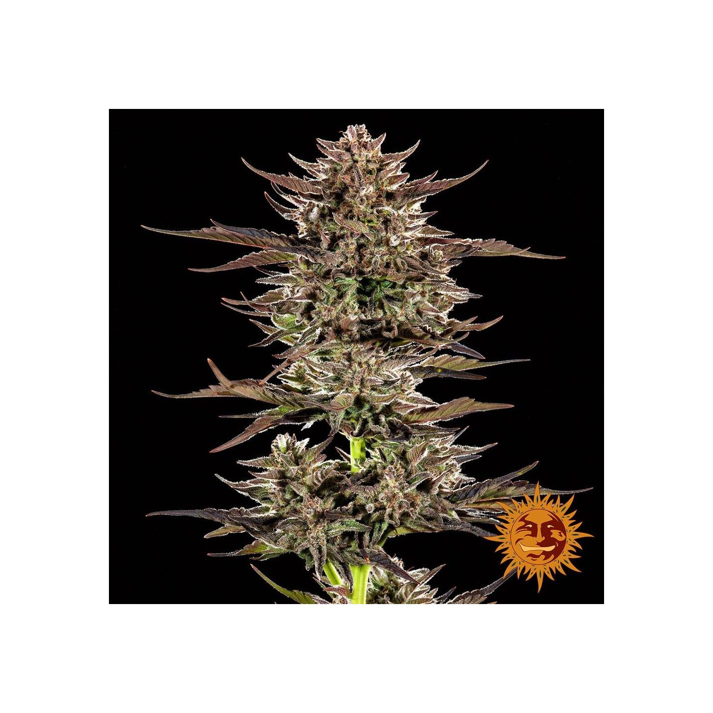 Frosted Zinn X 3 Bears OG Auto