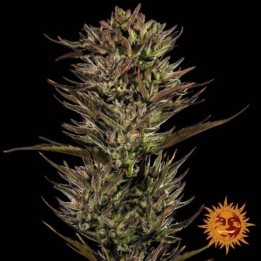 Thin Mint X Sour Pinot Auto