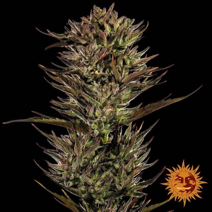Thin Mint X Sour Pinot Auto