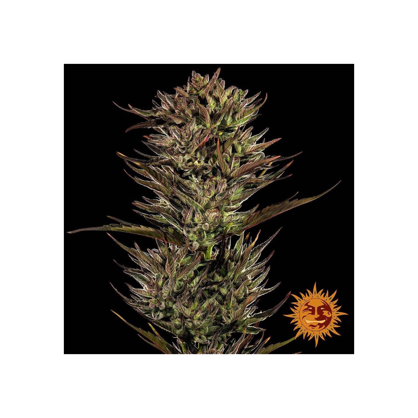 Thin Mint X Sour Pinot Auto