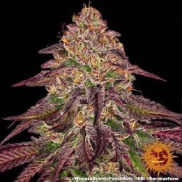 Mimosa X Orange Punch Auto