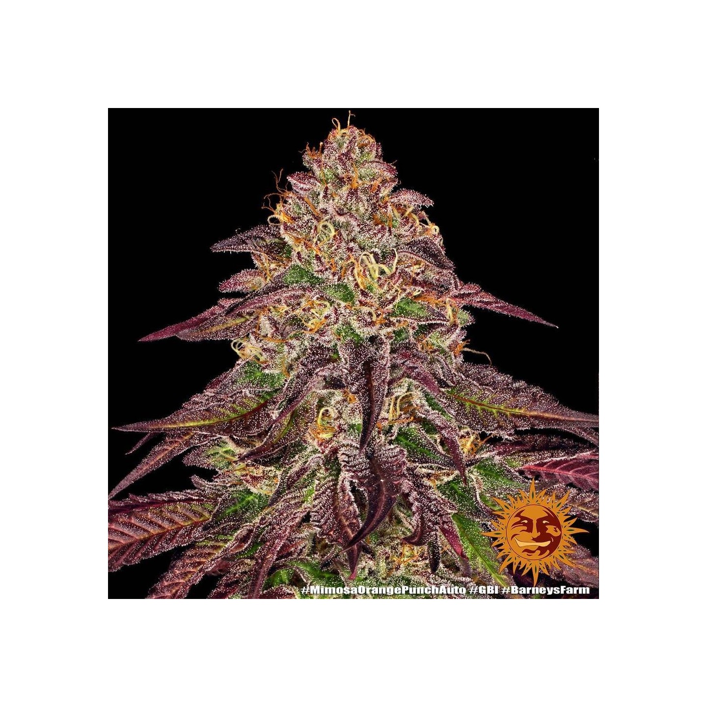 Mimosa X Orange Punch Auto