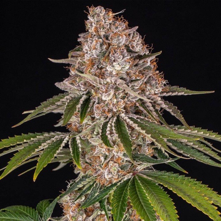 Cookies Casket Fem