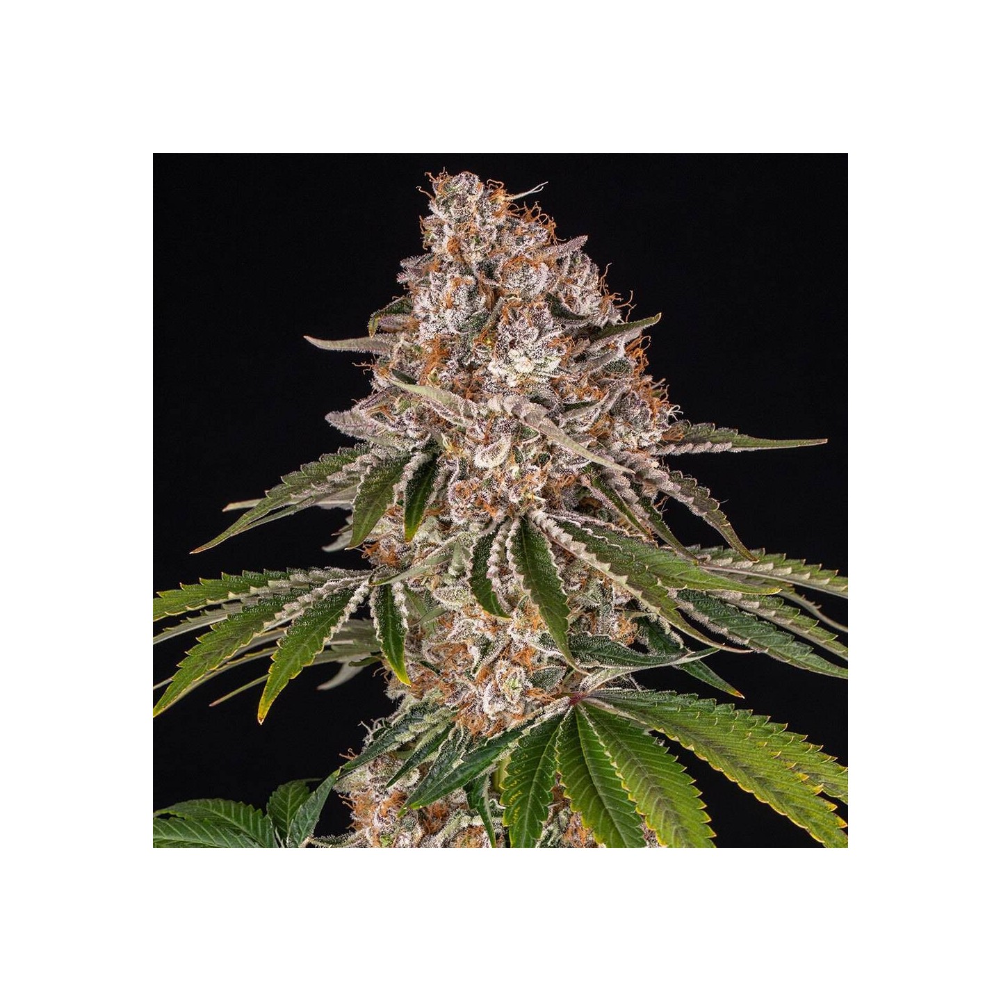 Cookies Casket Fem