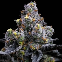 Garlic Cookies
