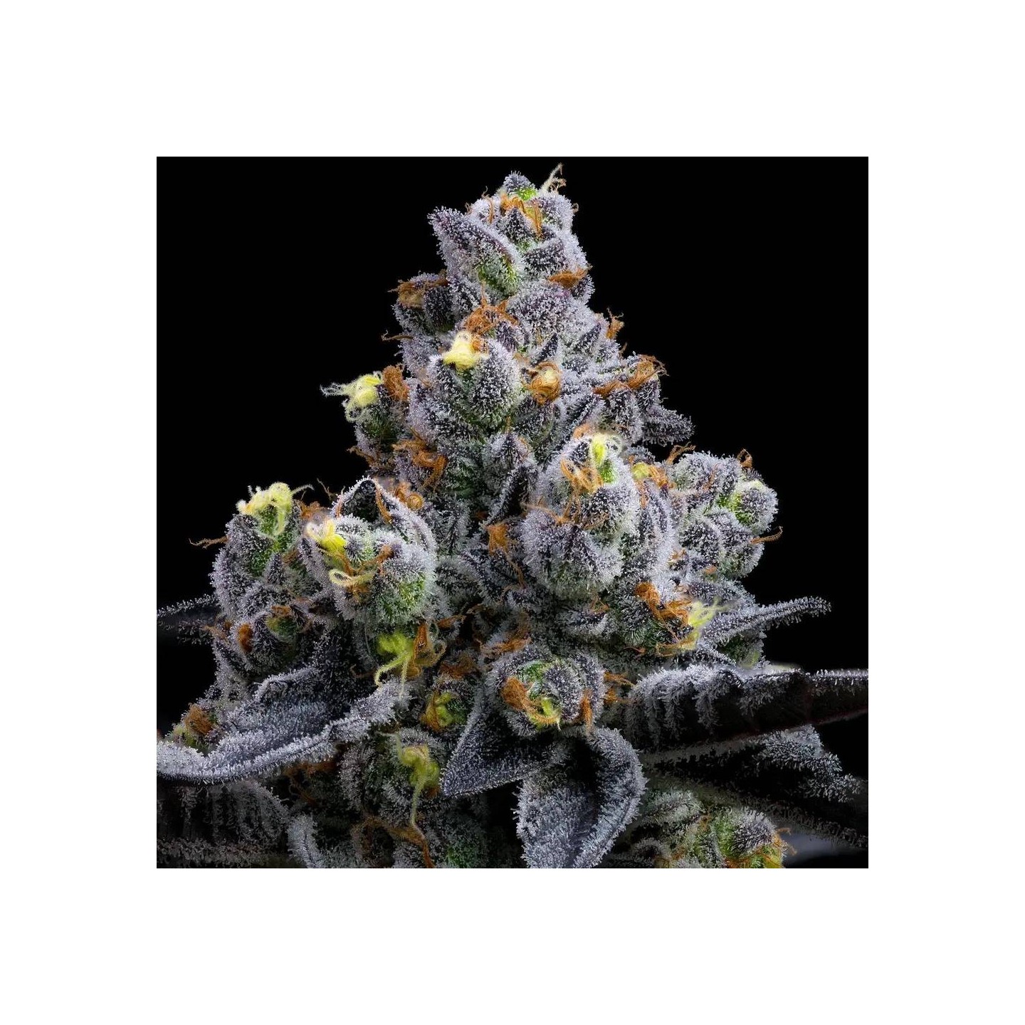 Garlic Cookies