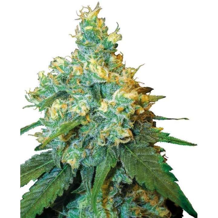 Jack Herer Regular | Sensi Seeds | Semillas Regulares | Precio ☑️